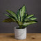 Variegated Leaf Dieffenbachia House Plant Accessories Hill Interiors 