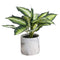 Variegated Leaf Dieffenbachia House Plant Accessories Hill Interiors 