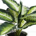 Variegated Leaf Dieffenbachia House Plant Accessories Hill Interiors 