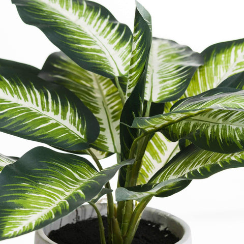 Variegated Leaf Dieffenbachia House Plant Accessories Hill Interiors 