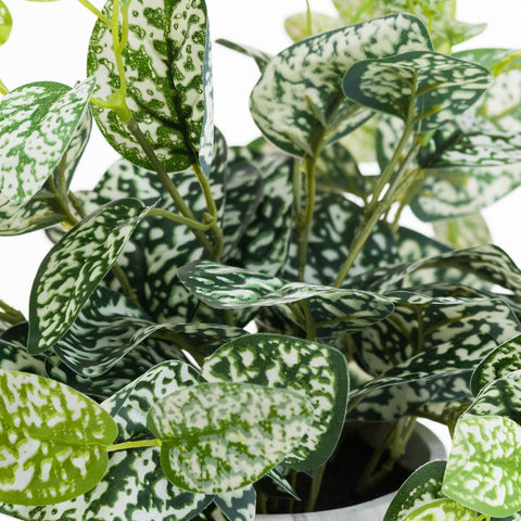 Variegated White And Green Nerve Plant Accessories Hill Interiors 