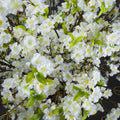 White Cherry Blossom Spray Accessories Hill Interiors 