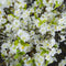 White Cherry Blossom Spray Accessories Hill Interiors 