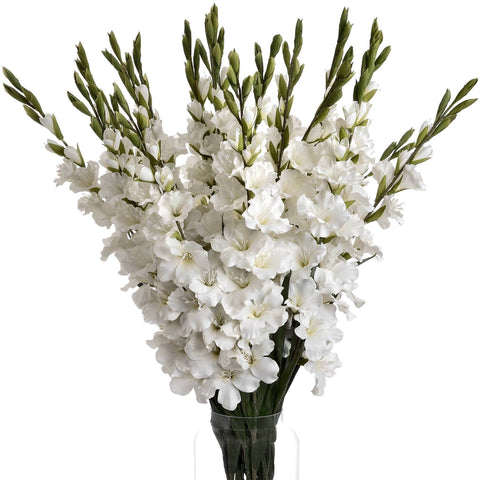 White Gladioli Accessories Hill Interiors 