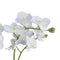 White Orchid In Glass Pot Accessories Hill Interiors 