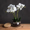 White Orchid In Glass Pot Accessories Hill Interiors 
