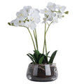 White Orchid In Glass Pot Accessories Hill Interiors 
