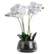 White Orchid In Glass Pot Accessories Hill Interiors 