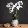 White Orchid In Stone Pot Accessories Hill Interiors 