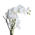 White Orchid In Stone Pot Accessories Hill Interiors 