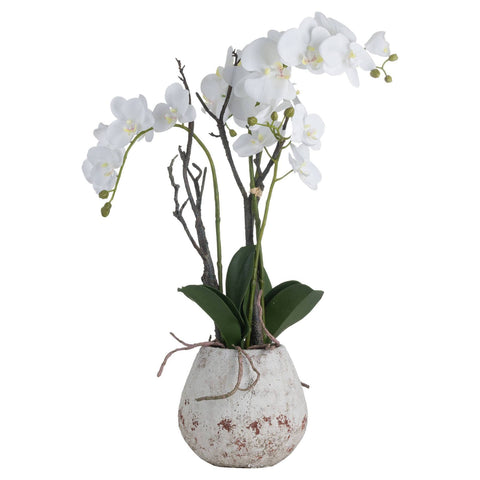 White Orchid In Stone Pot Accessories Hill Interiors 